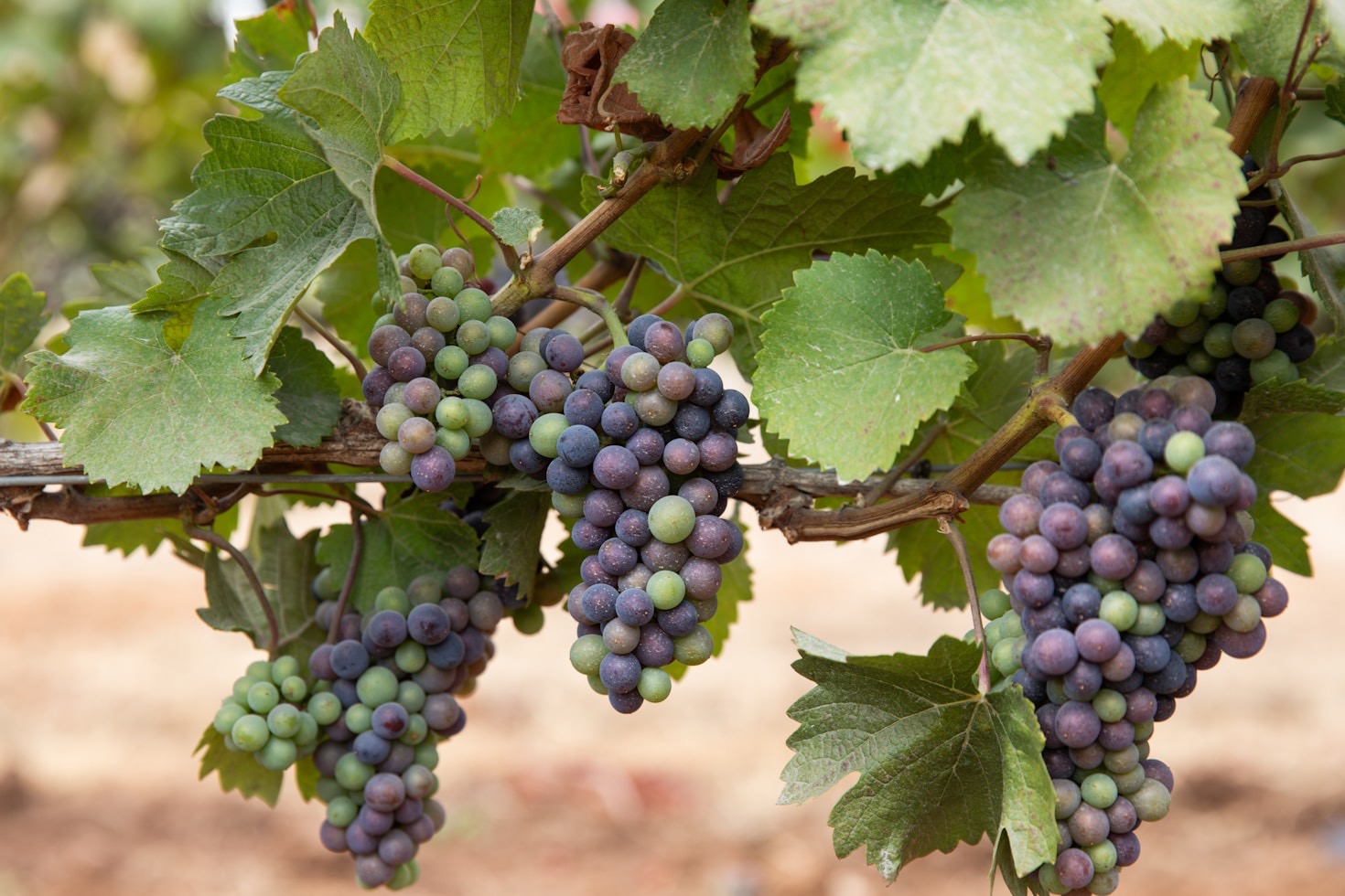 Tradition and Innovation in Winemaking